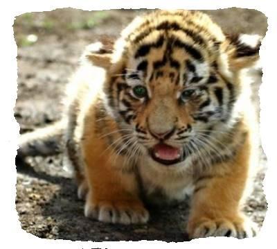 tigre
