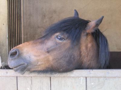 cheval