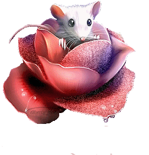souris