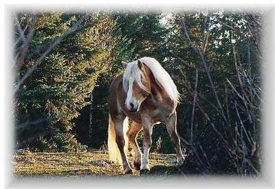 la prière du cheval