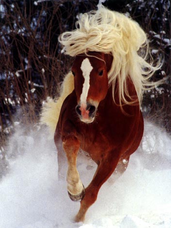 cheval