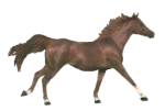 cheval