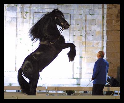 frison