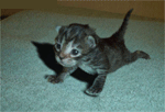 chaton