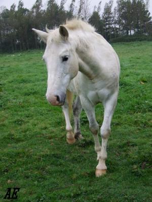 cheval