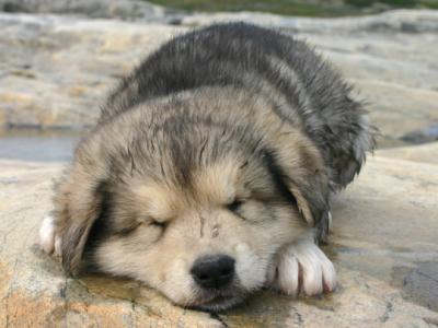 chiot