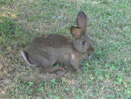 mon lapin