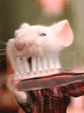 souris