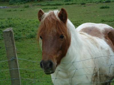 poney