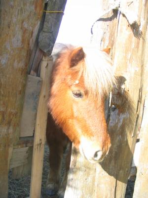 poney