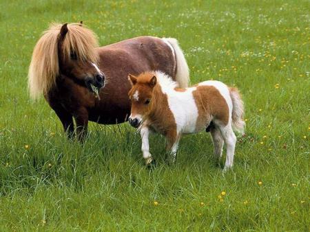 poney