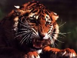 tigre