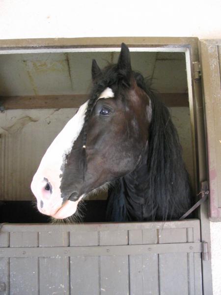 cheval