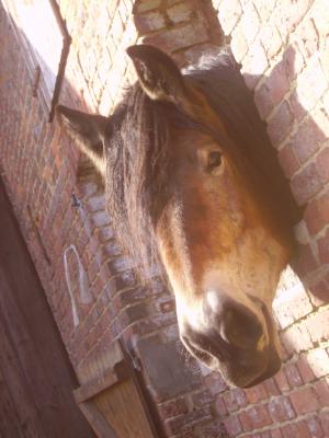 cheval