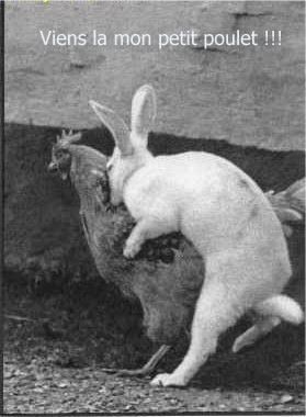 lapin sur coq