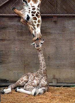bisous