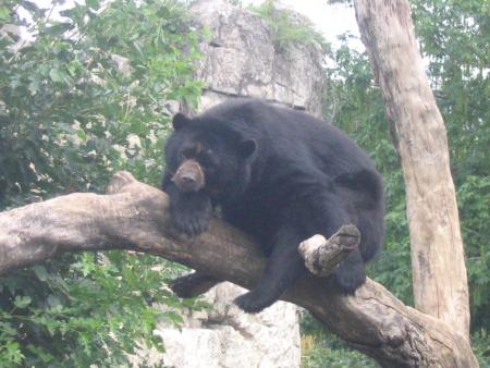 ours