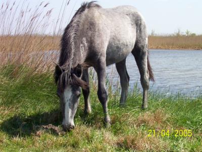 cheval