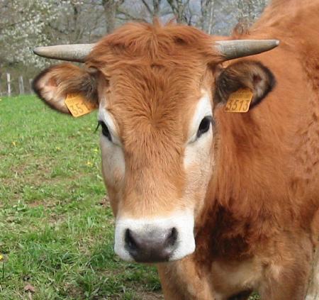 vache