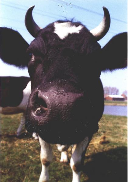vache