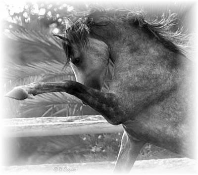 cheval