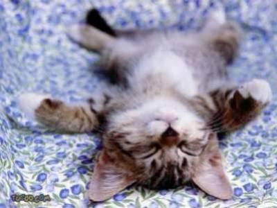 ptit chat