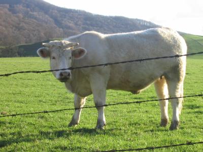 vache