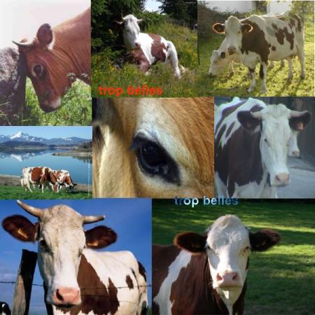 vaches