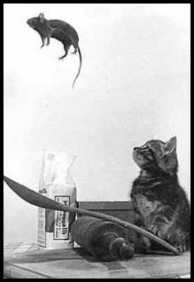 chat