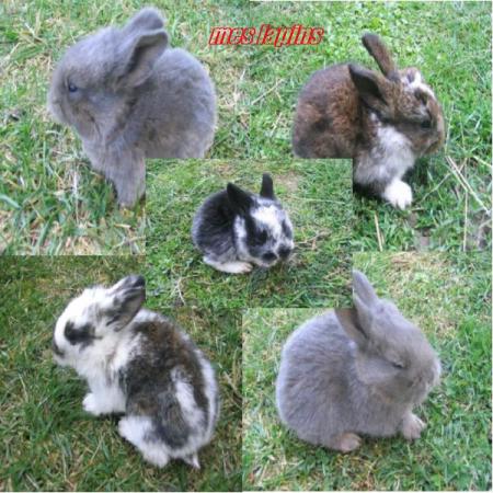 mes lapins