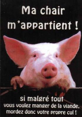 cochon