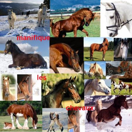 chevaux