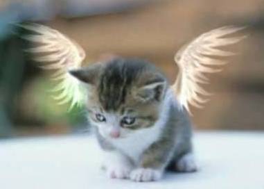 chat