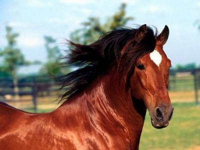 cheval