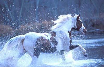 cheval