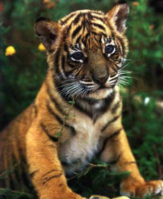tigre