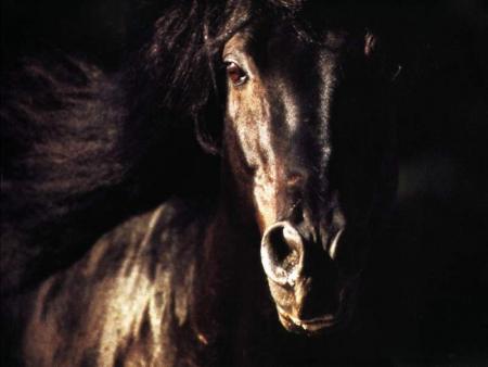 frison